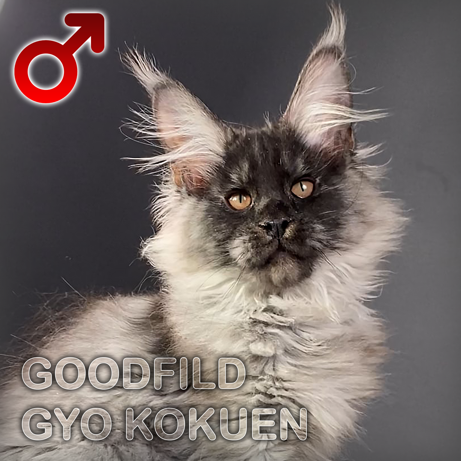 Gyo mainecoon